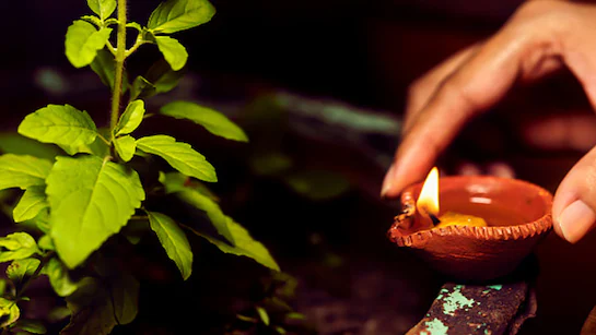 Tulsi Puja Niyam: Special Rules For Lighting A Diya Near Tulsi