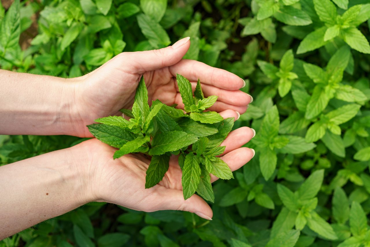 Health Benefits Of Spearmint