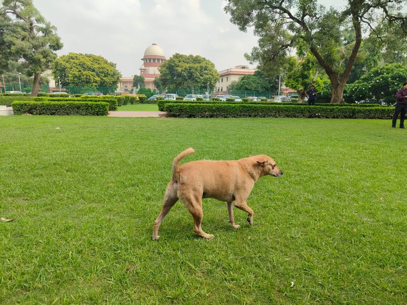 Stray Dogs SC Verdict: Release All After Sterilisation Except Rabid Or Aggressive Ones