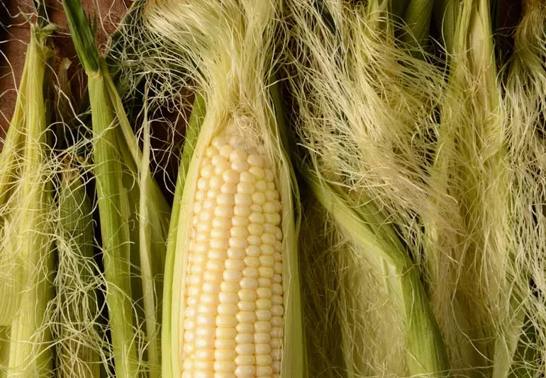 Health Benefits Of Corn Silk (Hair)