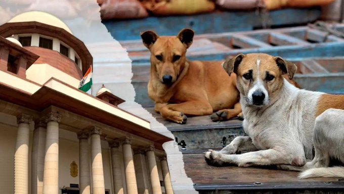 Supreme Court Orders That All Strays Should Be Moved To Shelter
