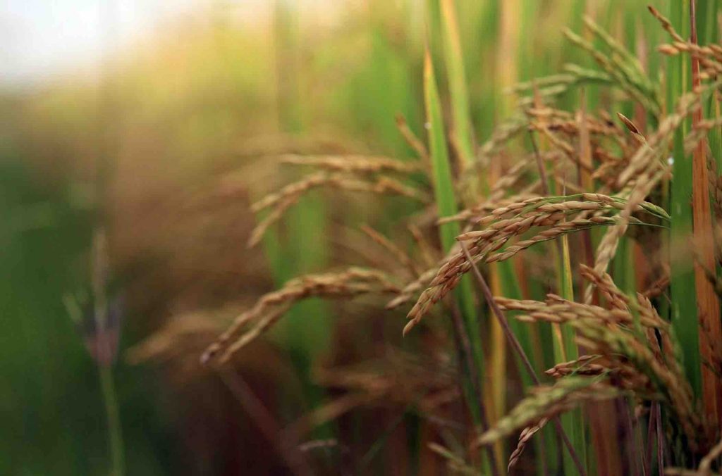 Why Is Nuakhai Celebrated In Odisha?
