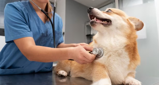 Process Of Dog Sterilization Before And After: Know About It