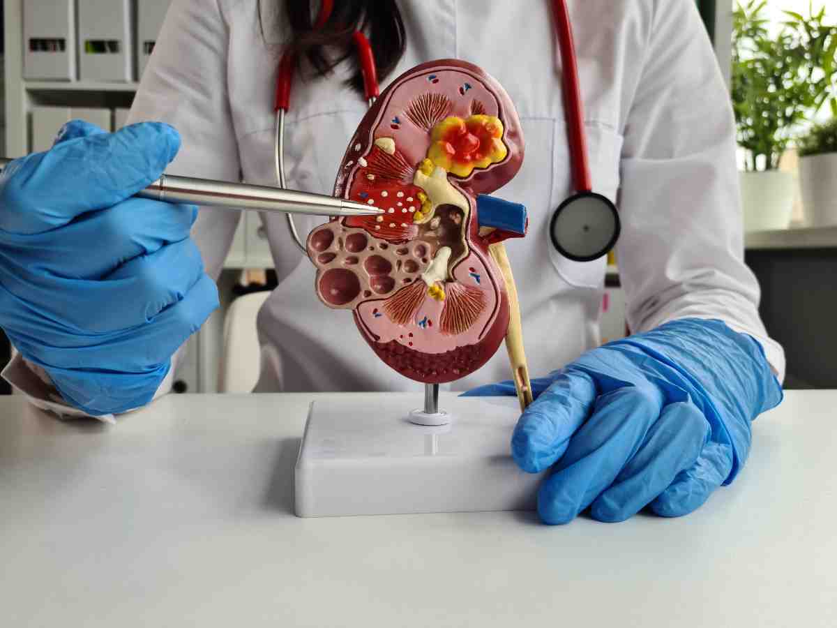 Scientists Create Universal Kidney That Works for Any Blood Type