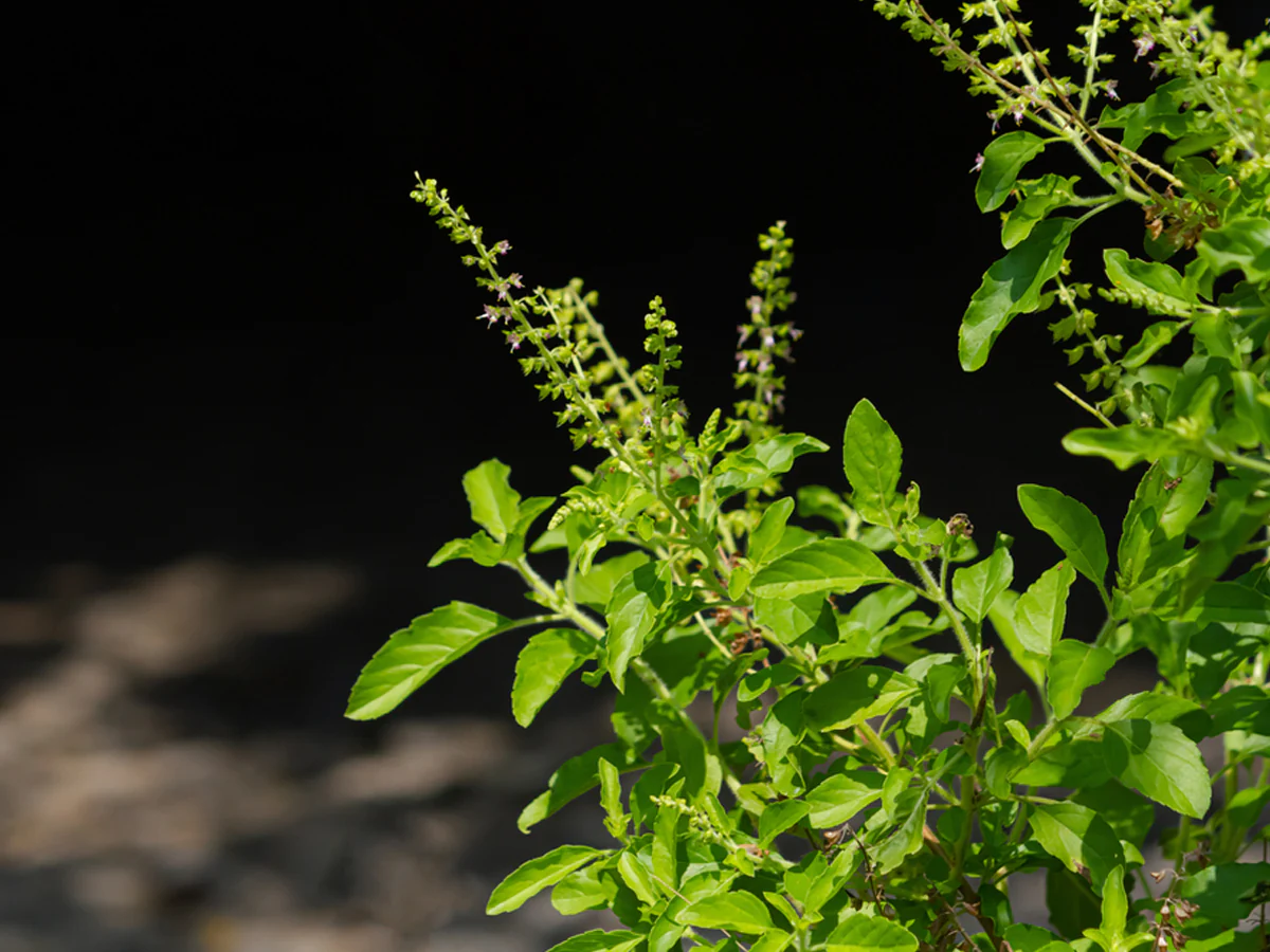 Side Effects Of Consumption Tulsi( Holy basil)