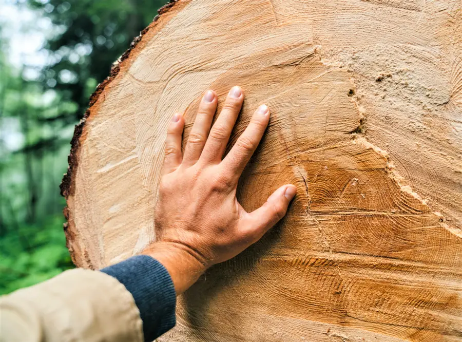 Why Do People Say “Touch Wood”? The Strange Belief Behind This Ancient Ritual