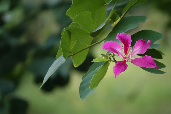 Health Benefits Of Kachnar Flower: Ayurvedic Solution for Diabetes