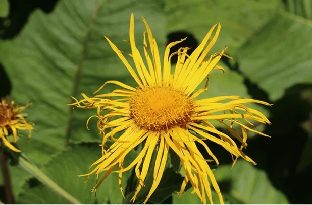 Pushkarmool Benefits: How This Himalayan Herb Treats Many Diseases